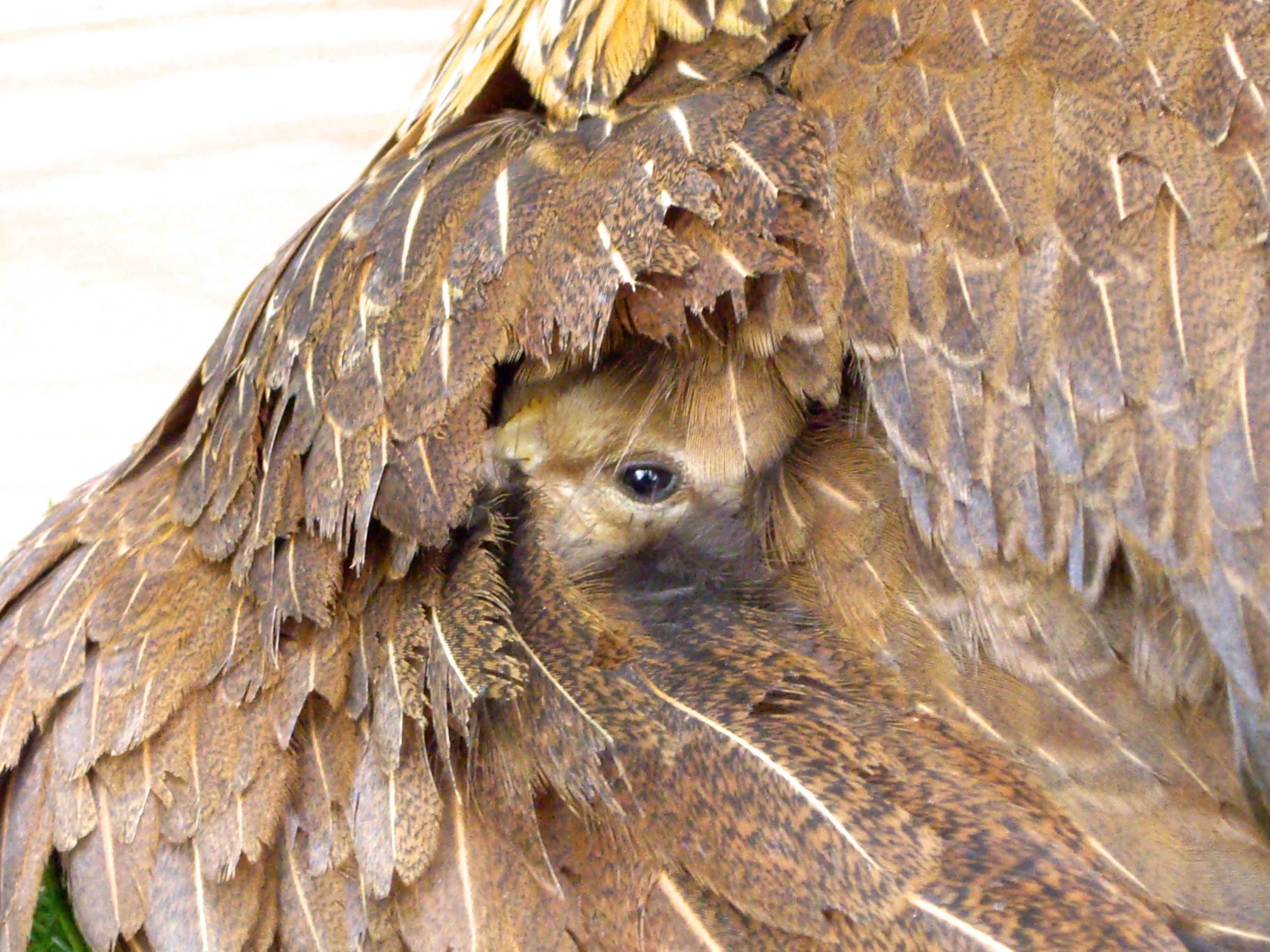 chick in  hen