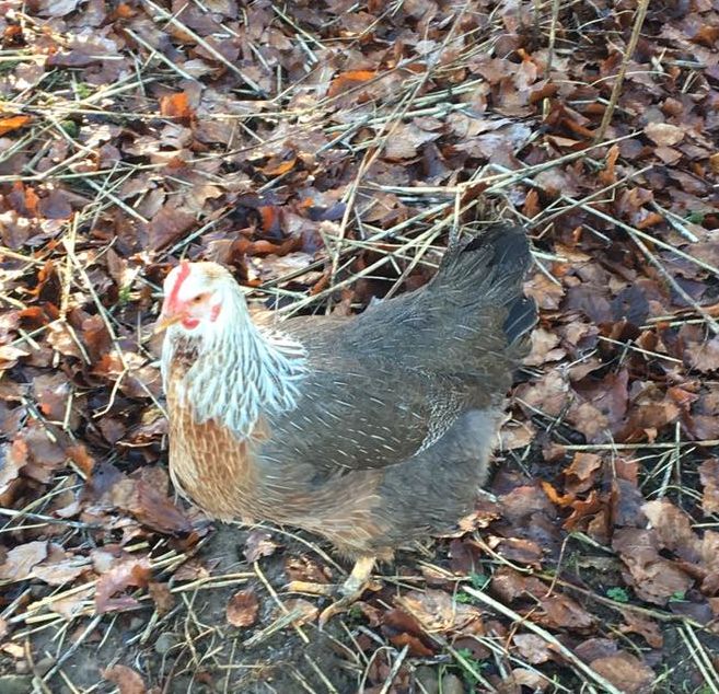 silver duckwing hen