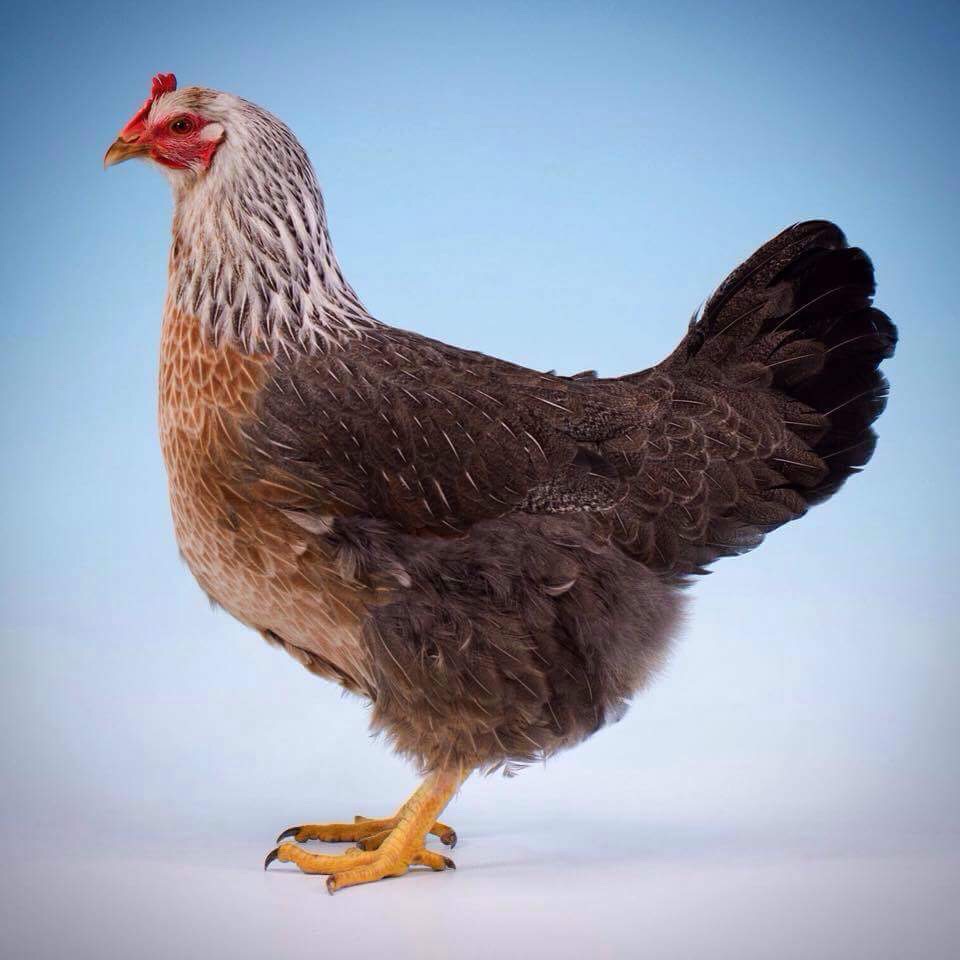 sdw hen